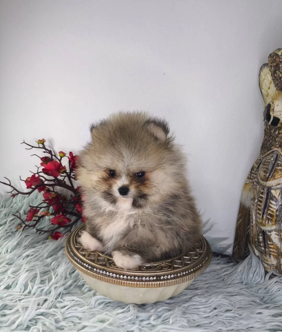 Ust Kalite Ayi Surat Pomeranian Boo