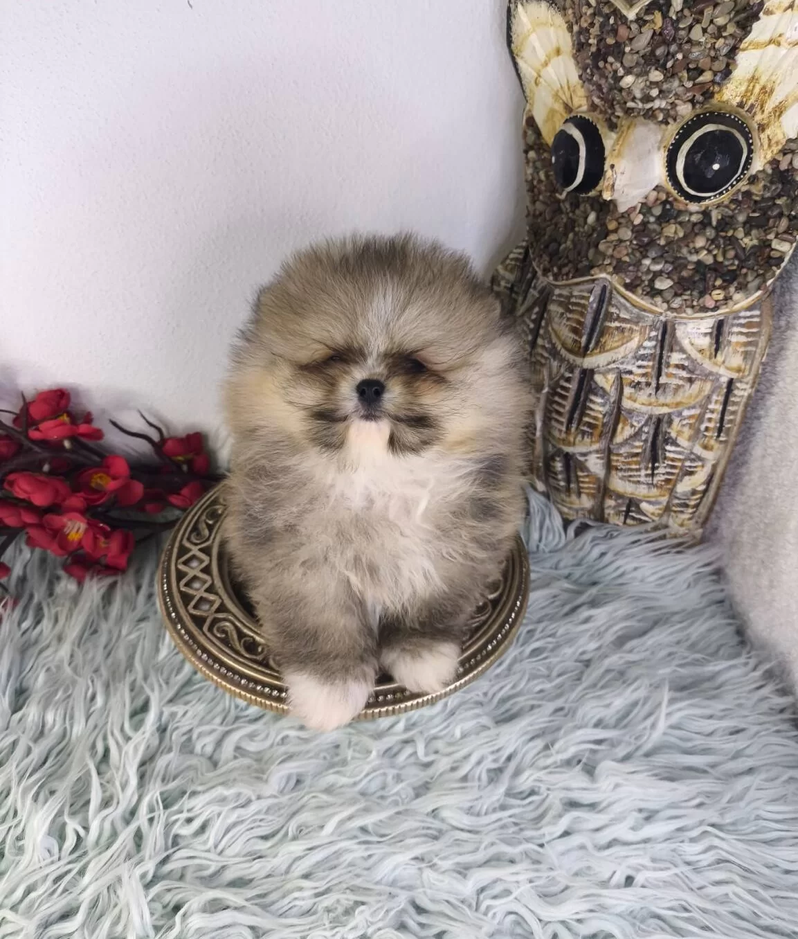 Ust Kalite Ayi Surat Pomeranian Boo