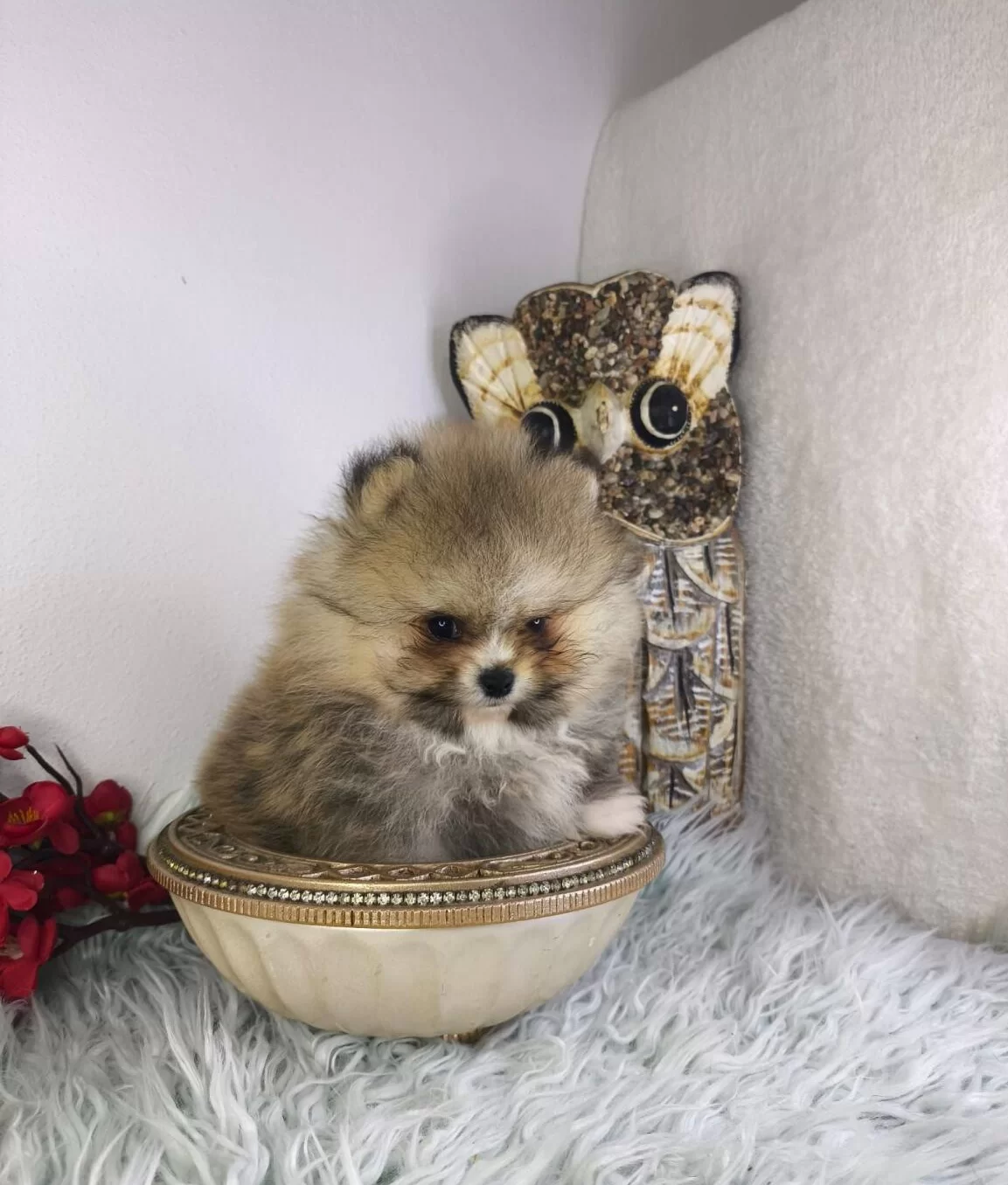 Ust Kalite Ayi Surat Pomeranian Boo