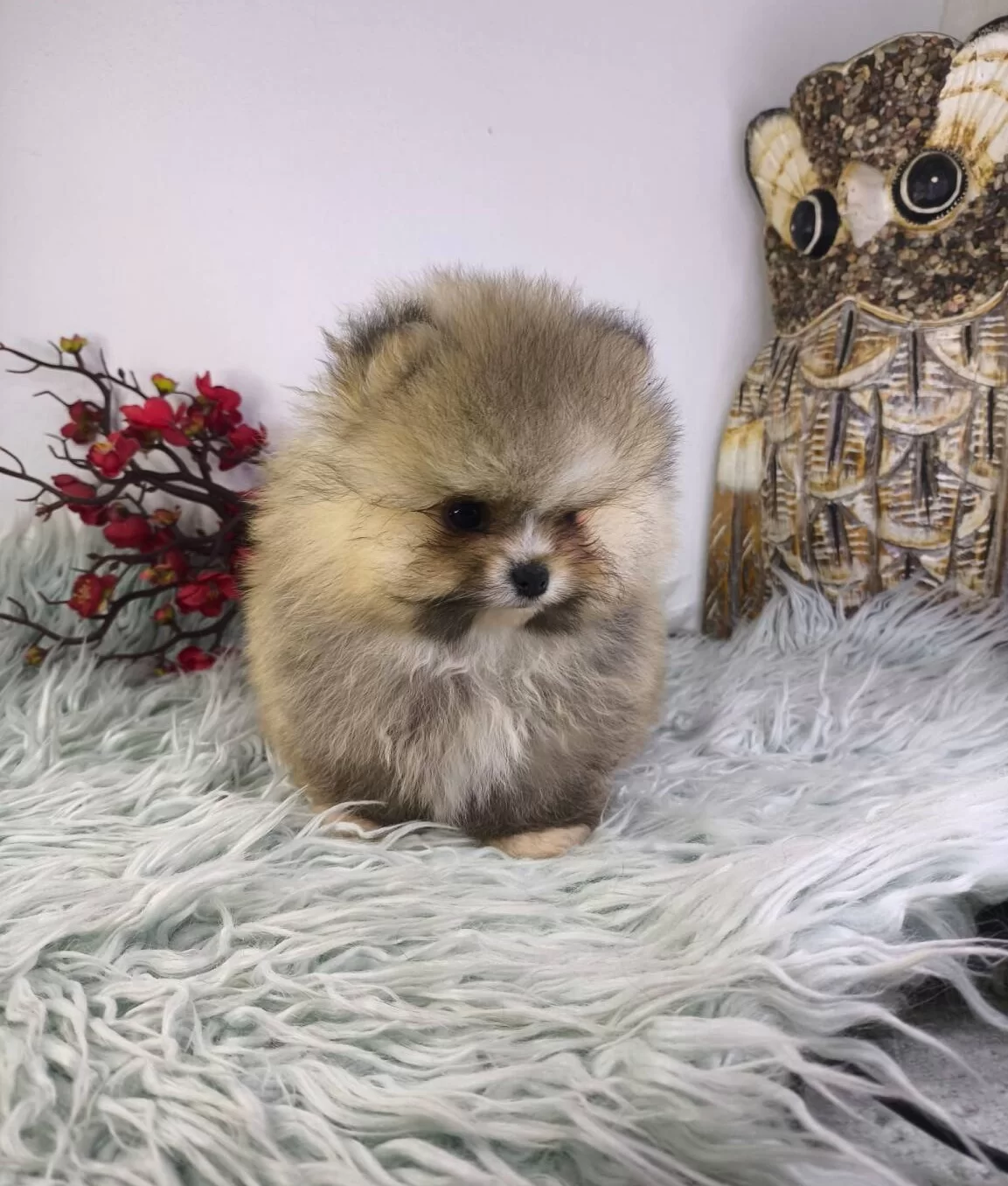 Ust Kalite Ayi Surat Pomeranian Boo