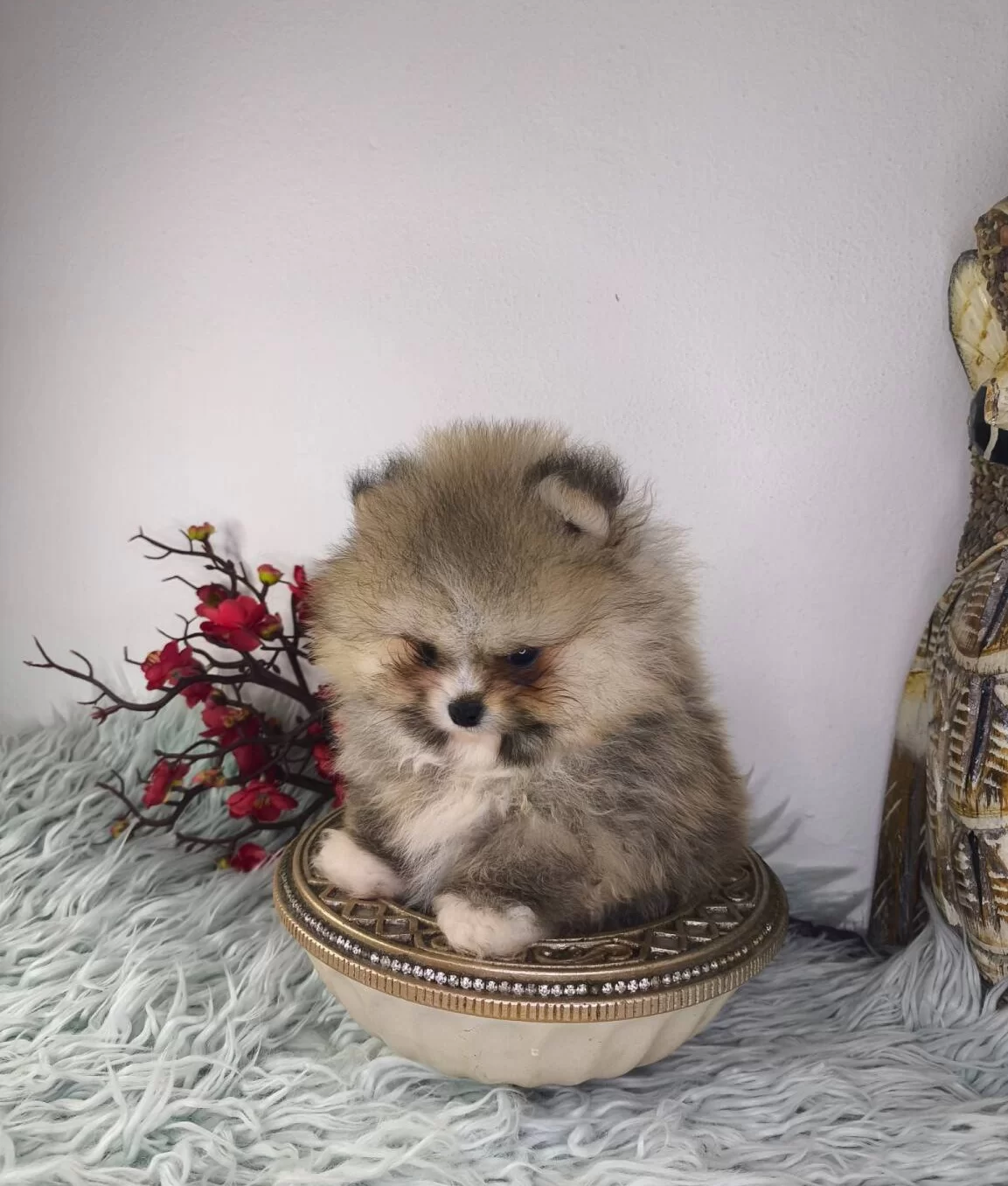 Ust Kalite Ayi Surat Pomeranian Boo