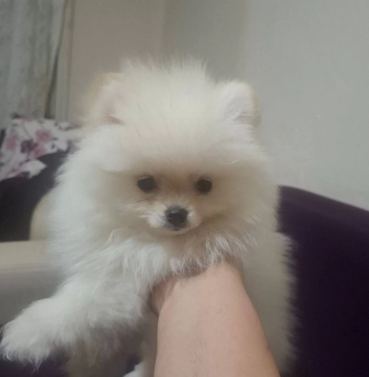 Bembeyaz Yavru Disi Minik 700 Gr Pomeranian