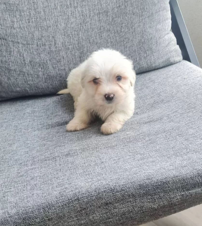 Maltese Terrier Minyatür Minnaklarım