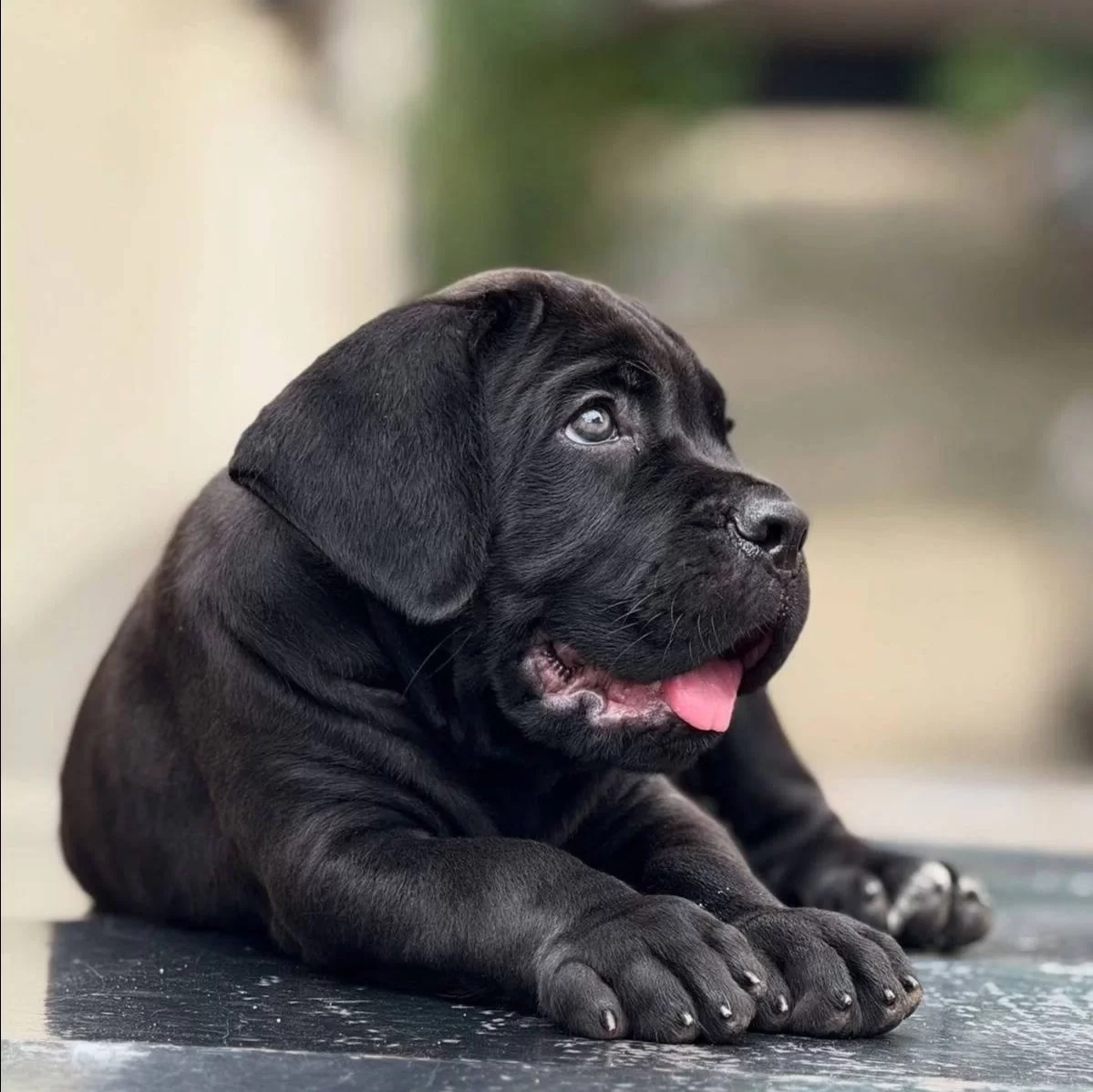 Safkan Koca Kafalı Dev Canecorso Yavruları