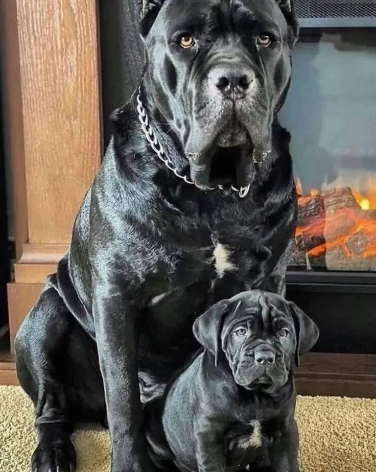 Safkan Koca Kafalı Dev Canecorso Yavruları