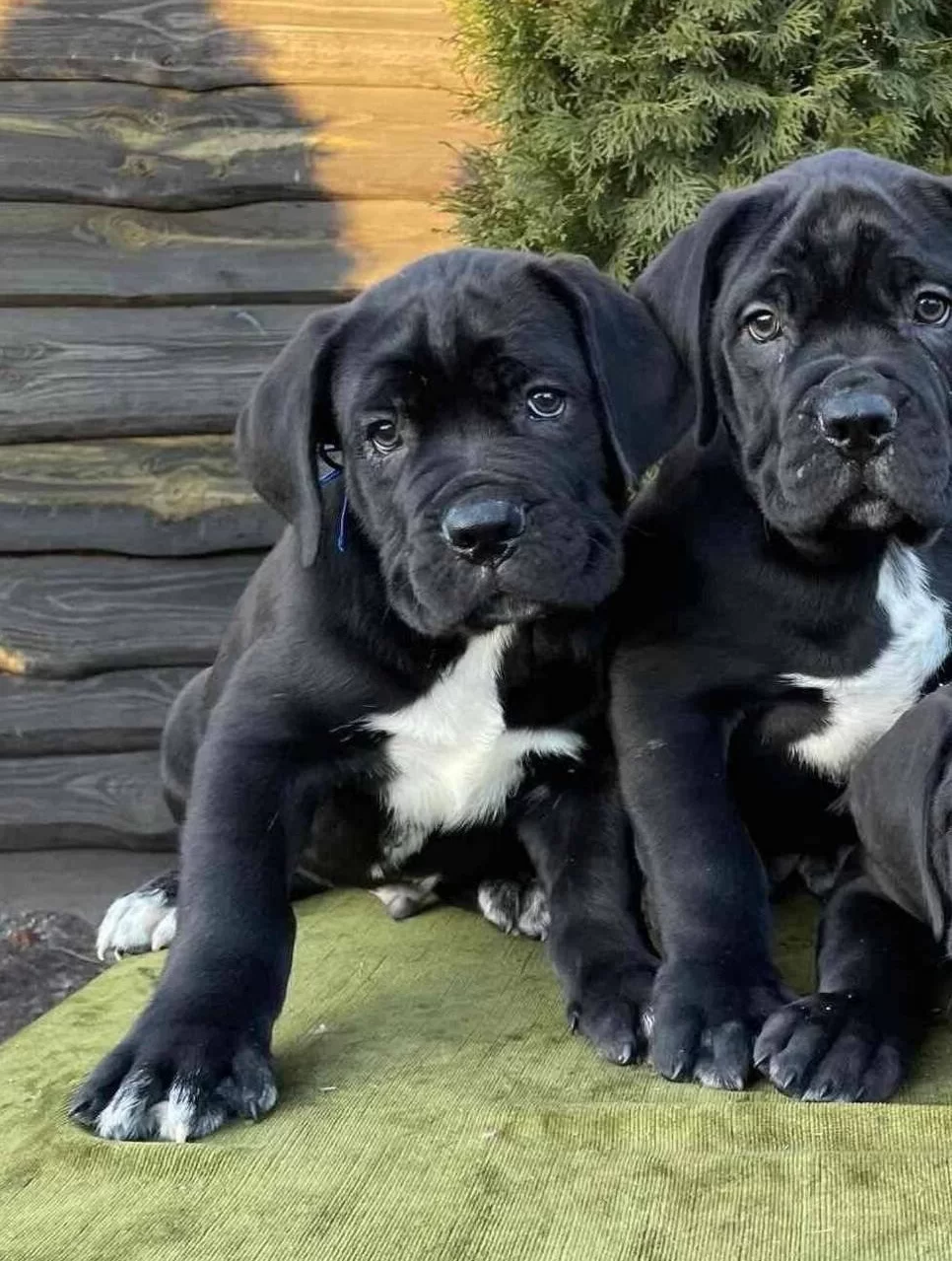 Safkan Koca Kafalı Dev Canecorso Yavruları