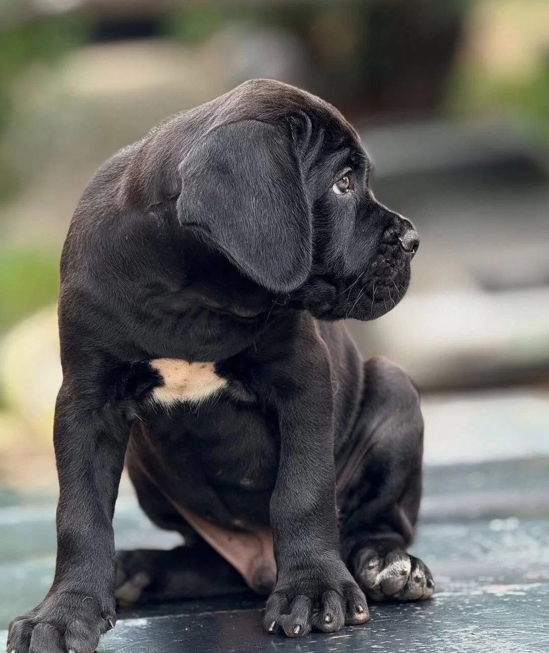 Safkan Koca Kafalı Dev Canecorso Yavruları