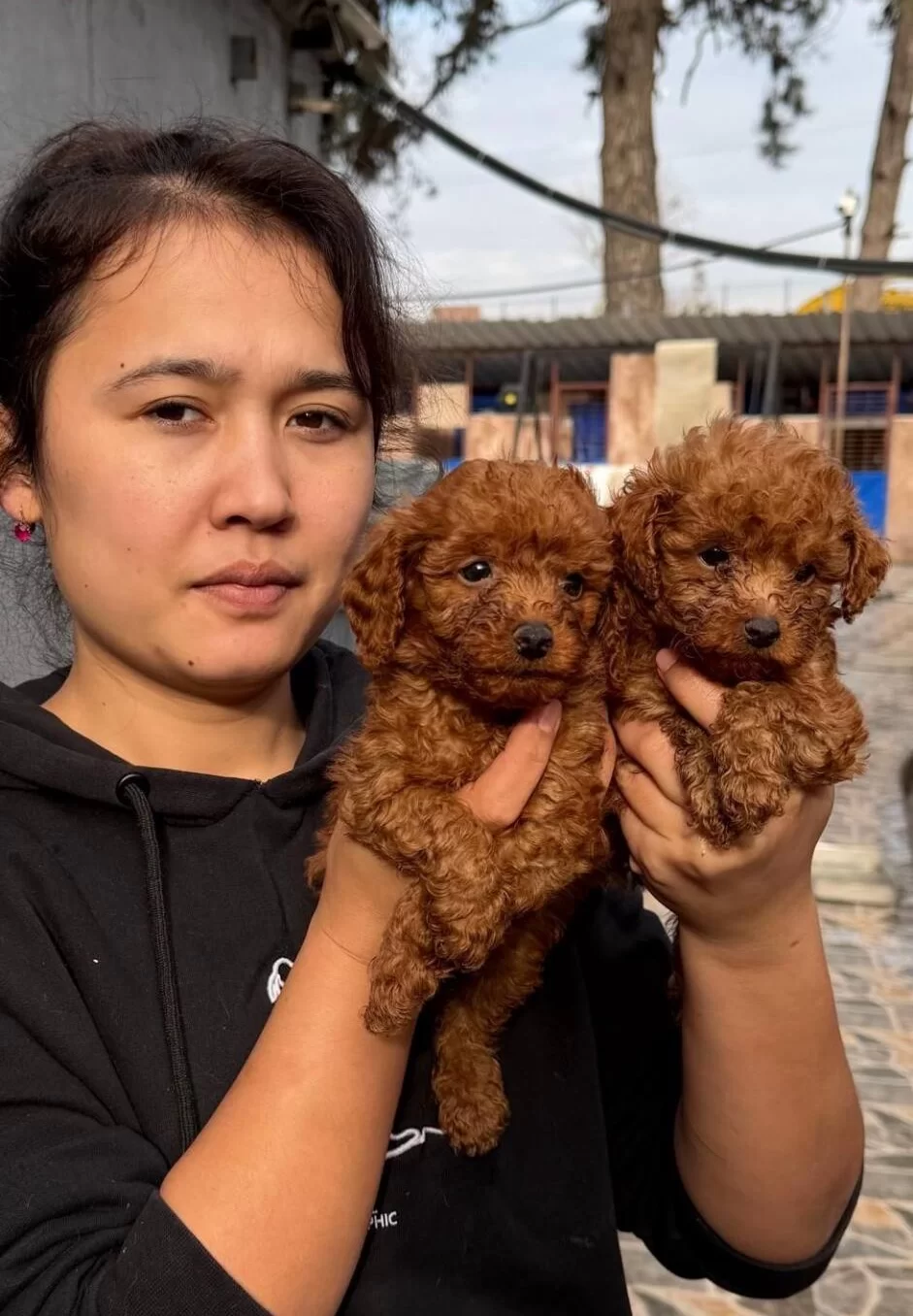Kore Red Dark Poodle Bebeklerimiz