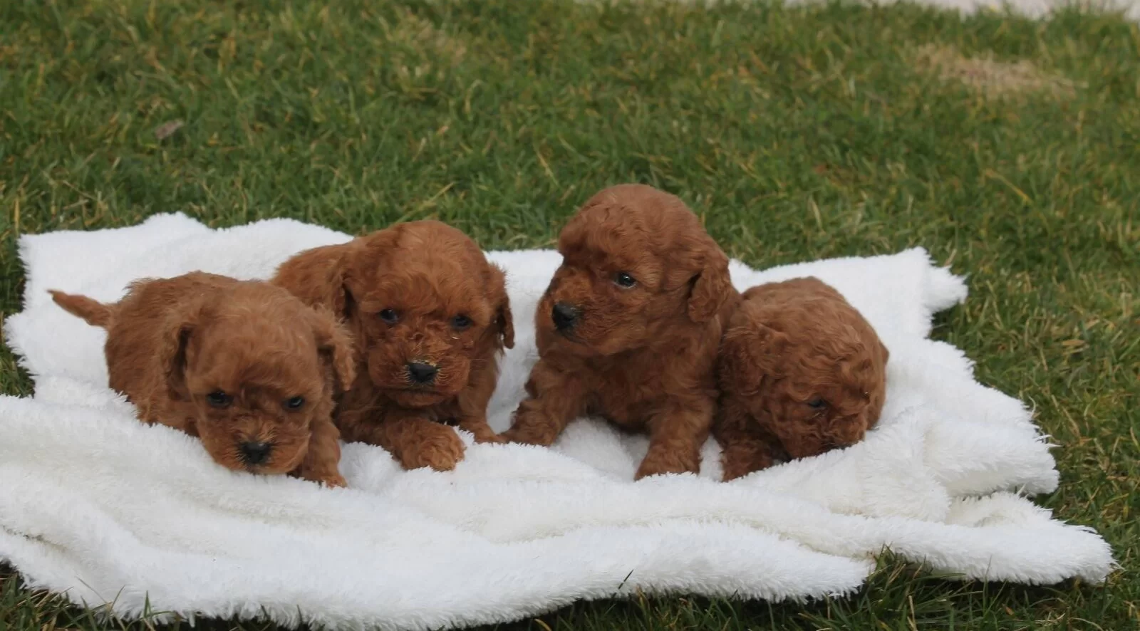 A Kalite Toy Poodle Yavruları