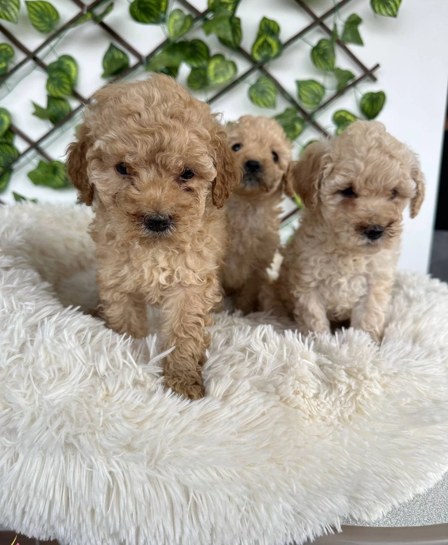 Mini Aprikot Poodle Yavrularımız