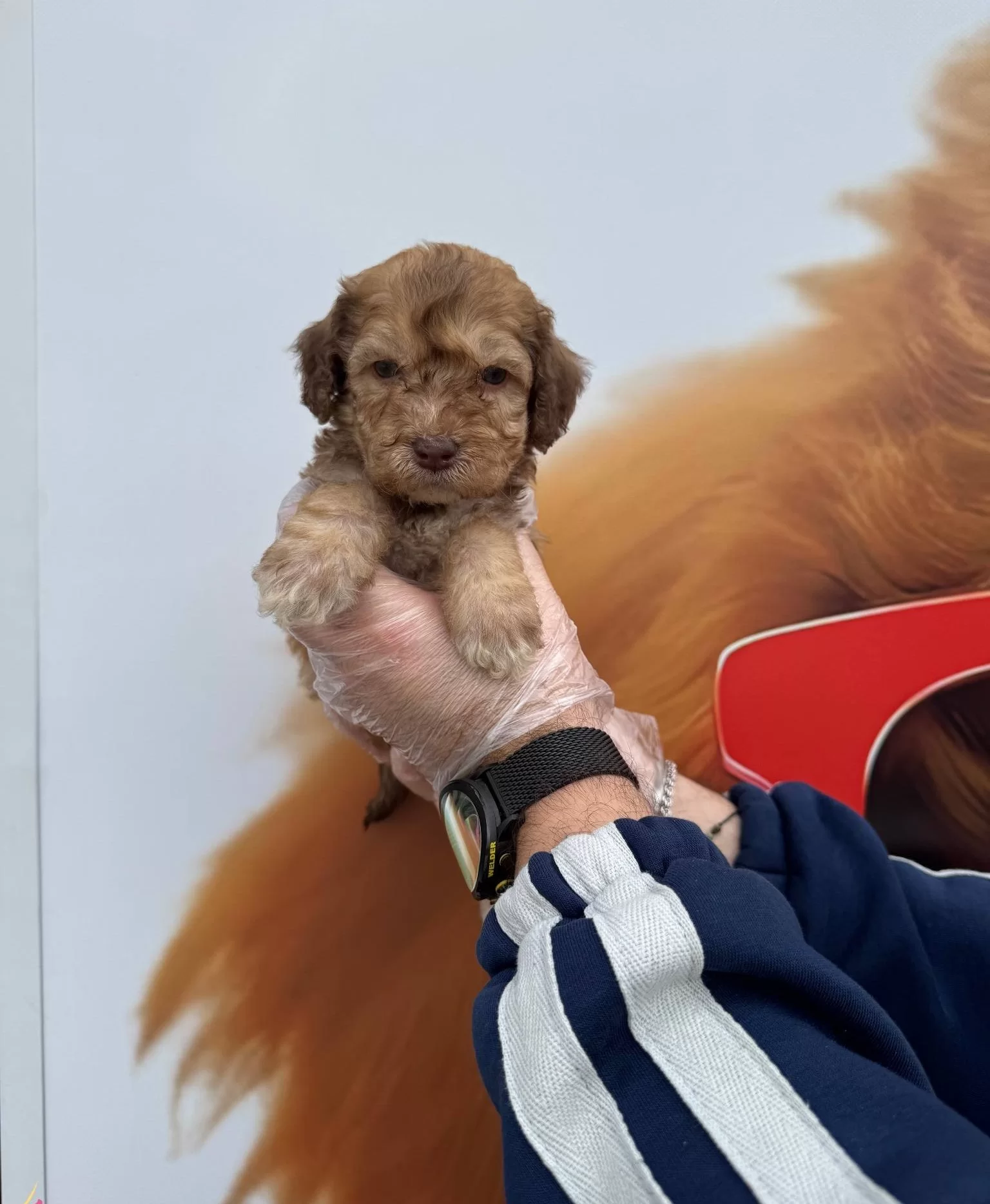Nadir Bulununan Cikolata Renkli Gozlu Maltipoo Yavrularımız