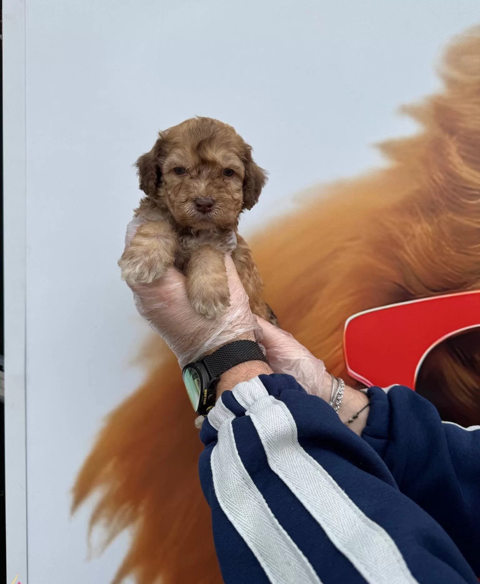 Nadir Bulununan Cikolata Renkli Gozlu Maltipoo Yavrularımız