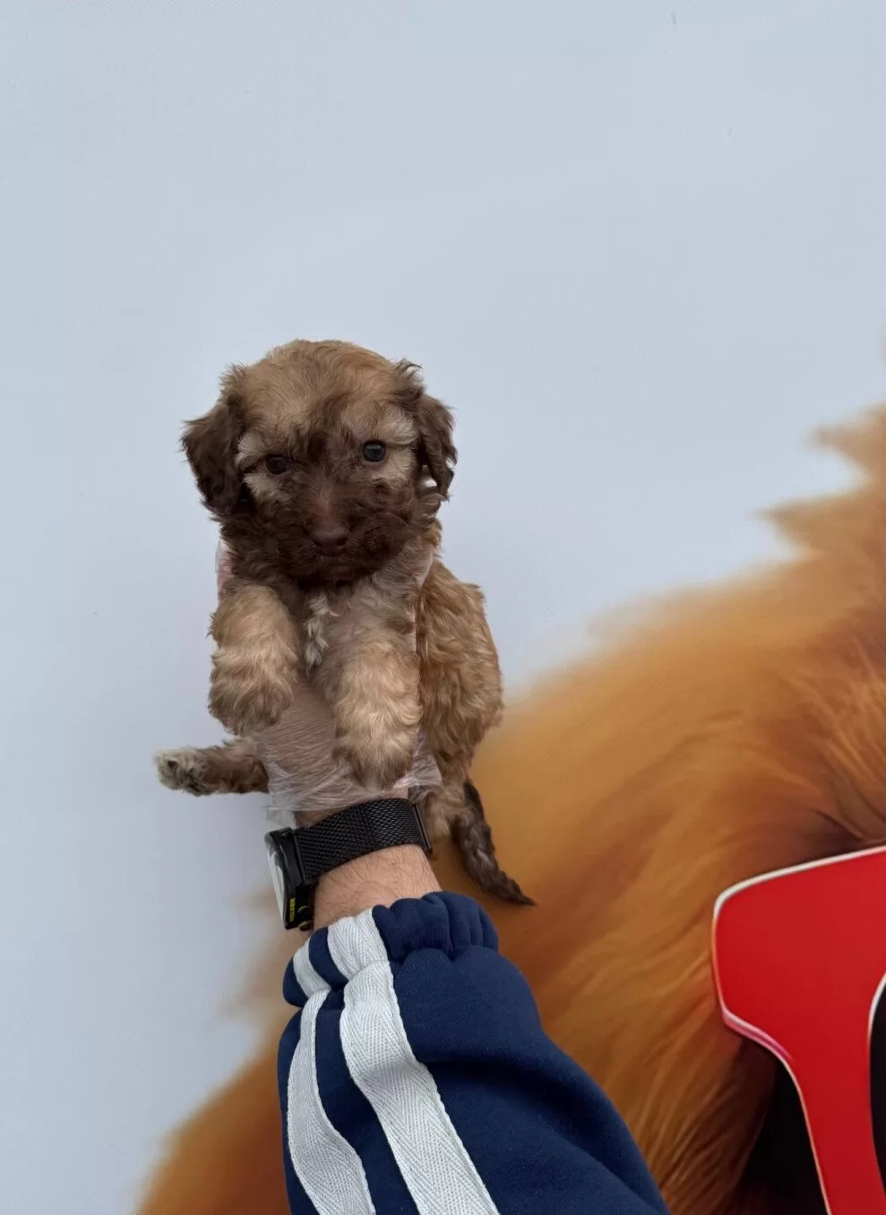 Nadir Bulununan Cikolata Renkli Gozlu Maltipoo Yavrularımız