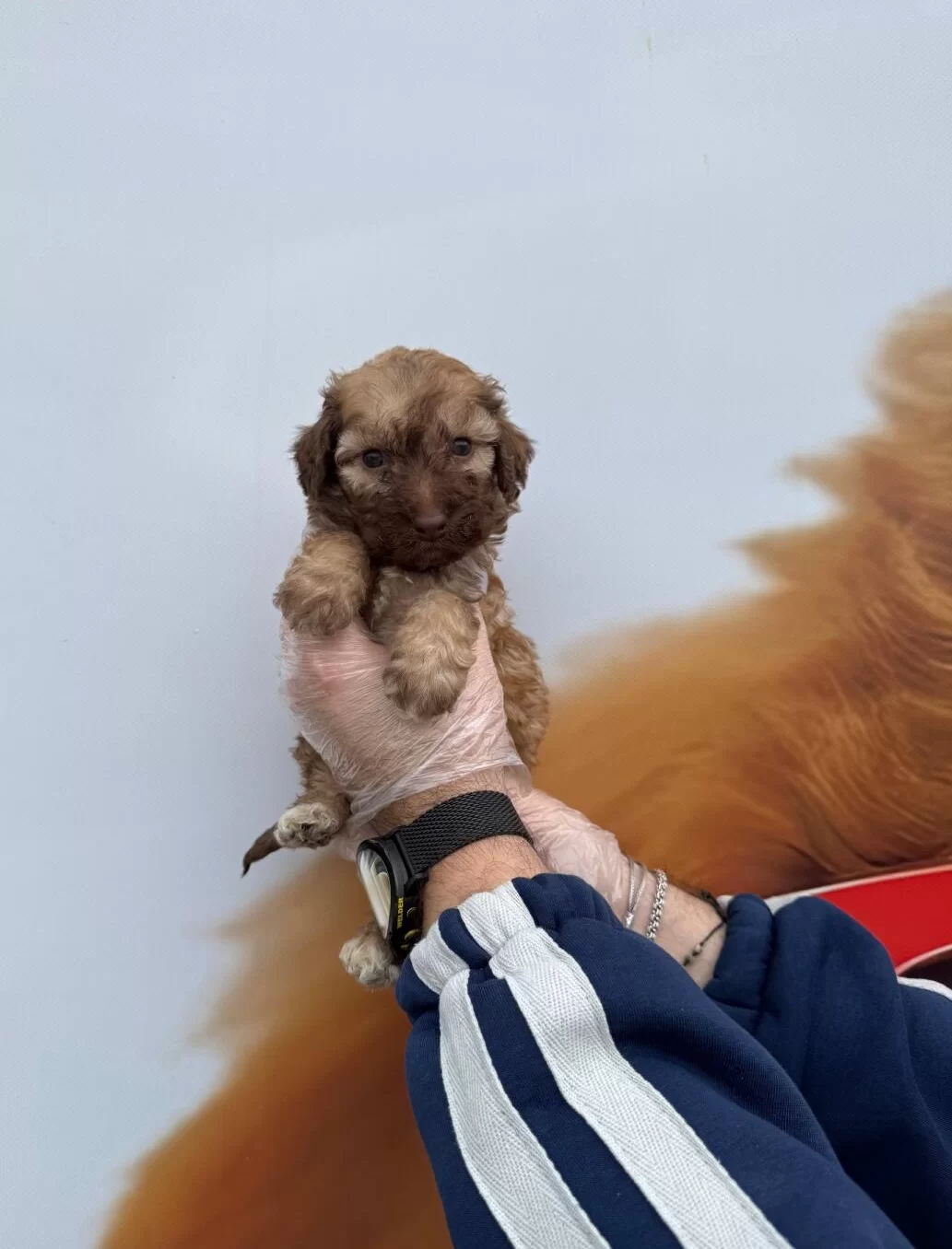 Nadir Bulununan Cikolata Renkli Gozlu Maltipoo Yavrularımız