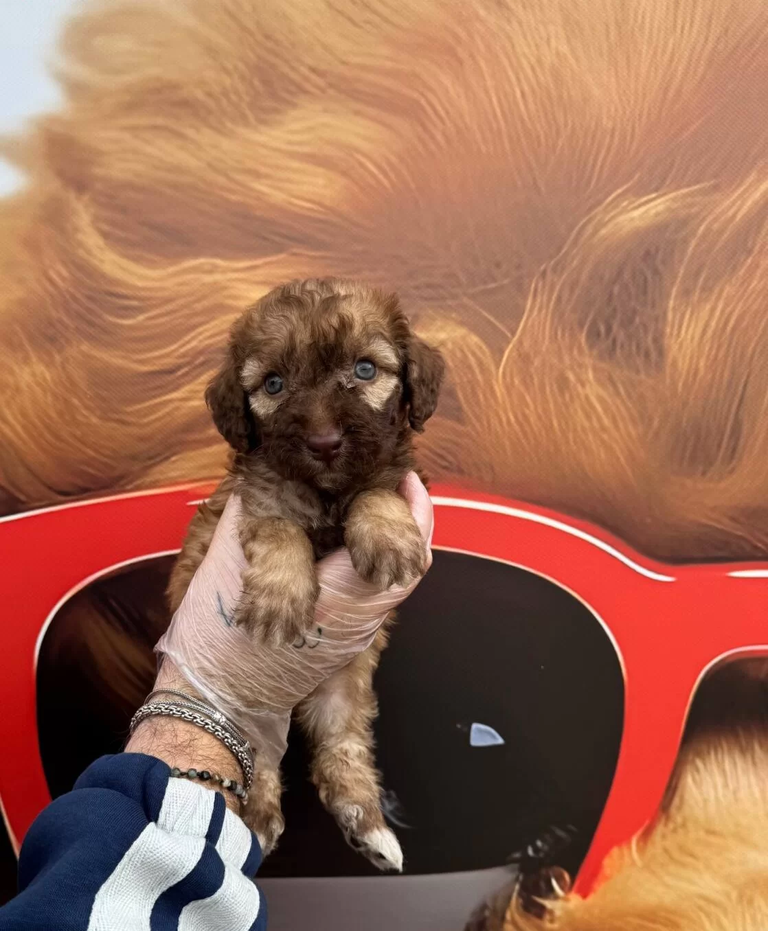 Nadir Bulununan Cikolata Renkli Gozlu Maltipoo Yavrularımız