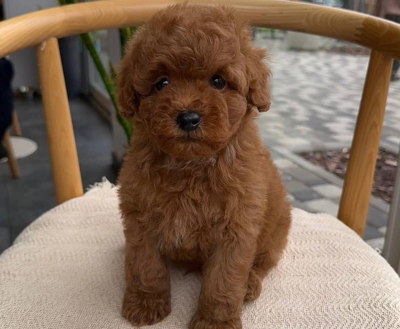 Biblo Gibi Toy Poodle Bebekler