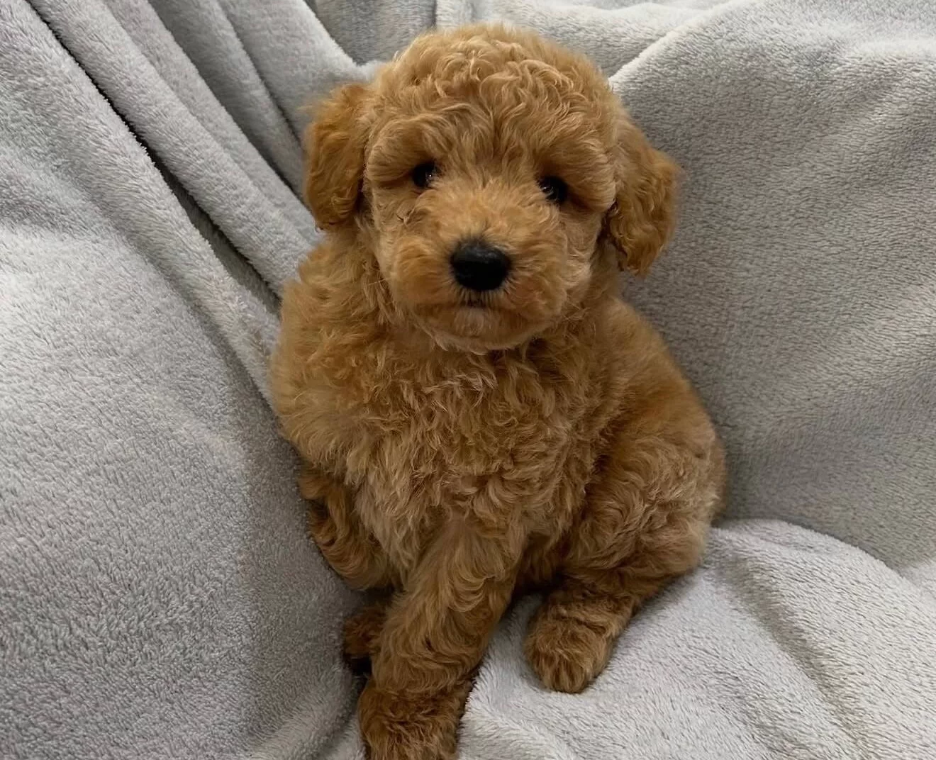 Tombik Toy Poodle Bebekler