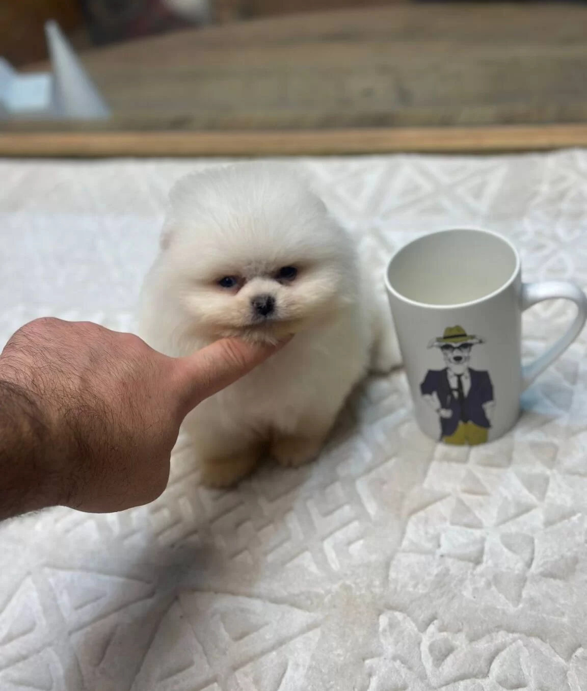 Irk Ve Saglık Garantili Yavrular