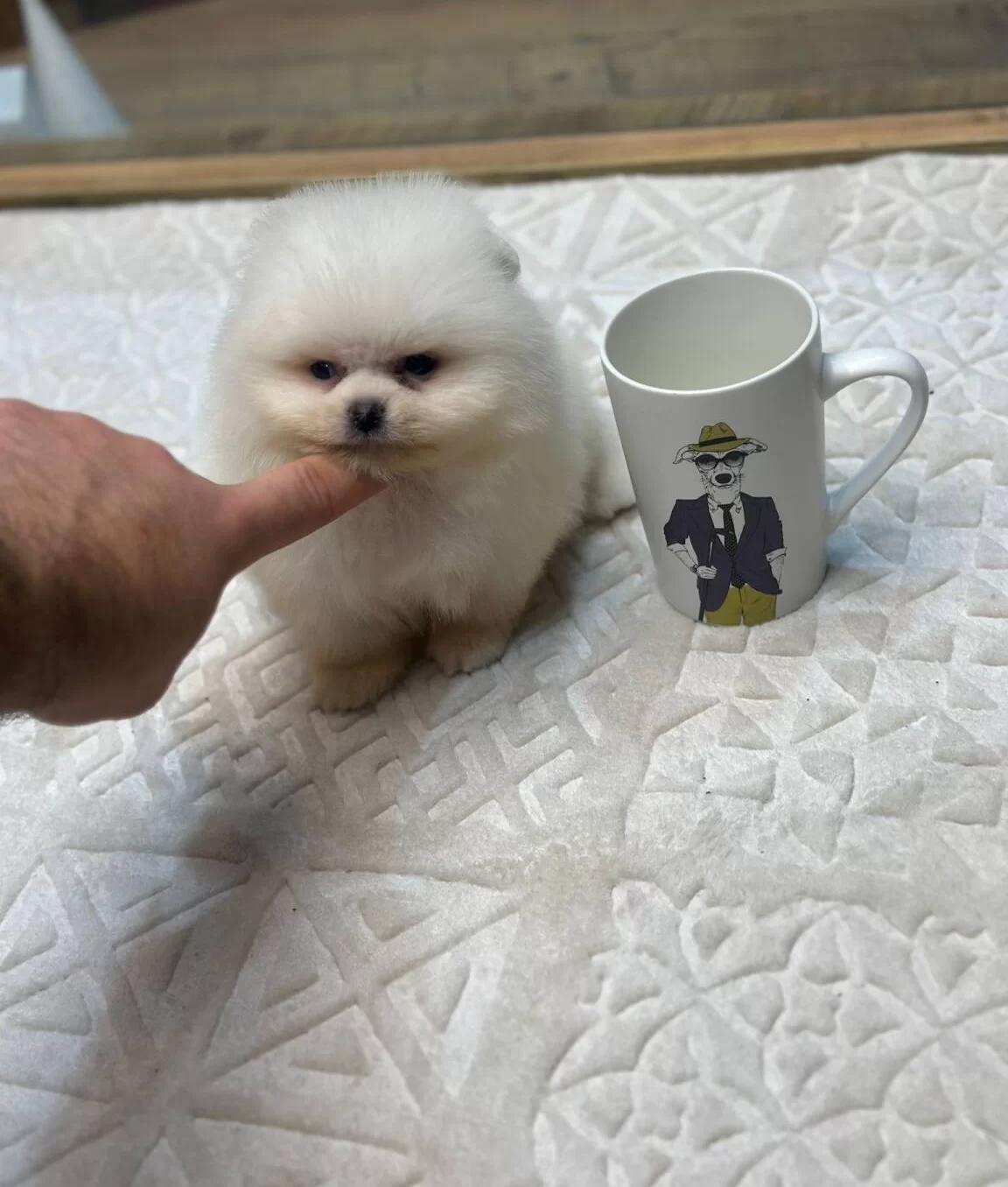 Irk Ve Saglık Garantili Yavrular