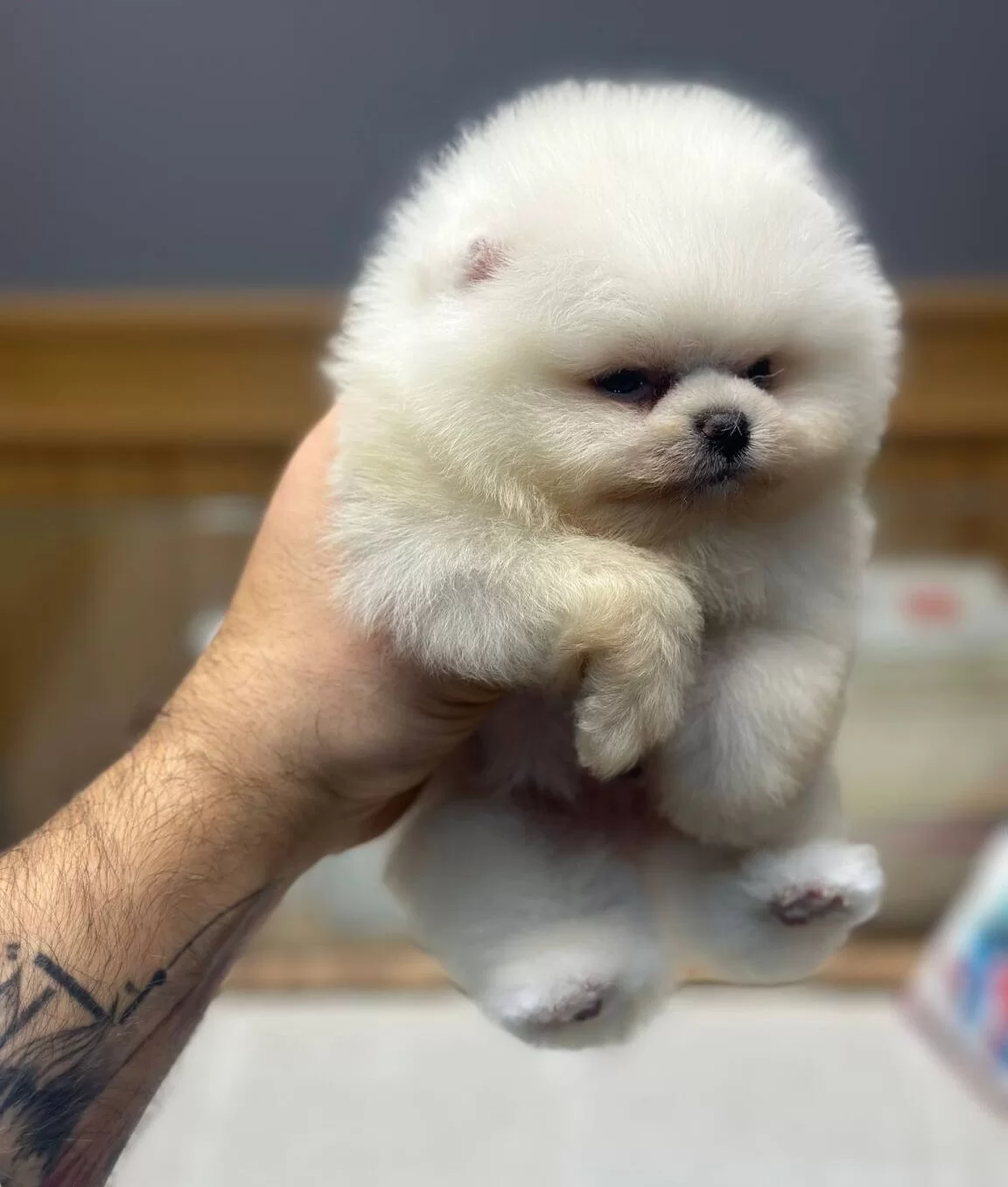 Irk Ve Saglık Garantili Yavrular