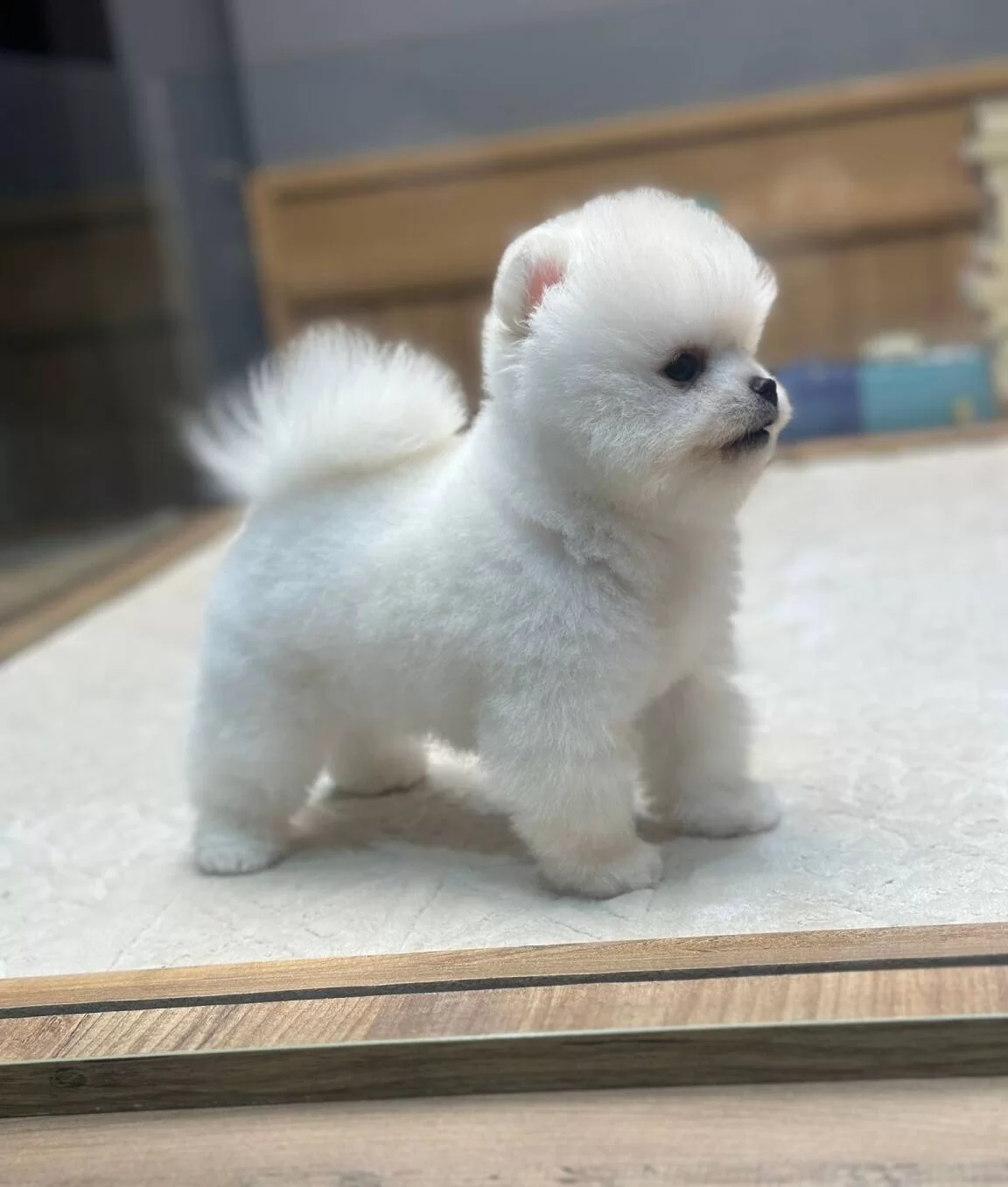White Pomeranian Boo Pupy