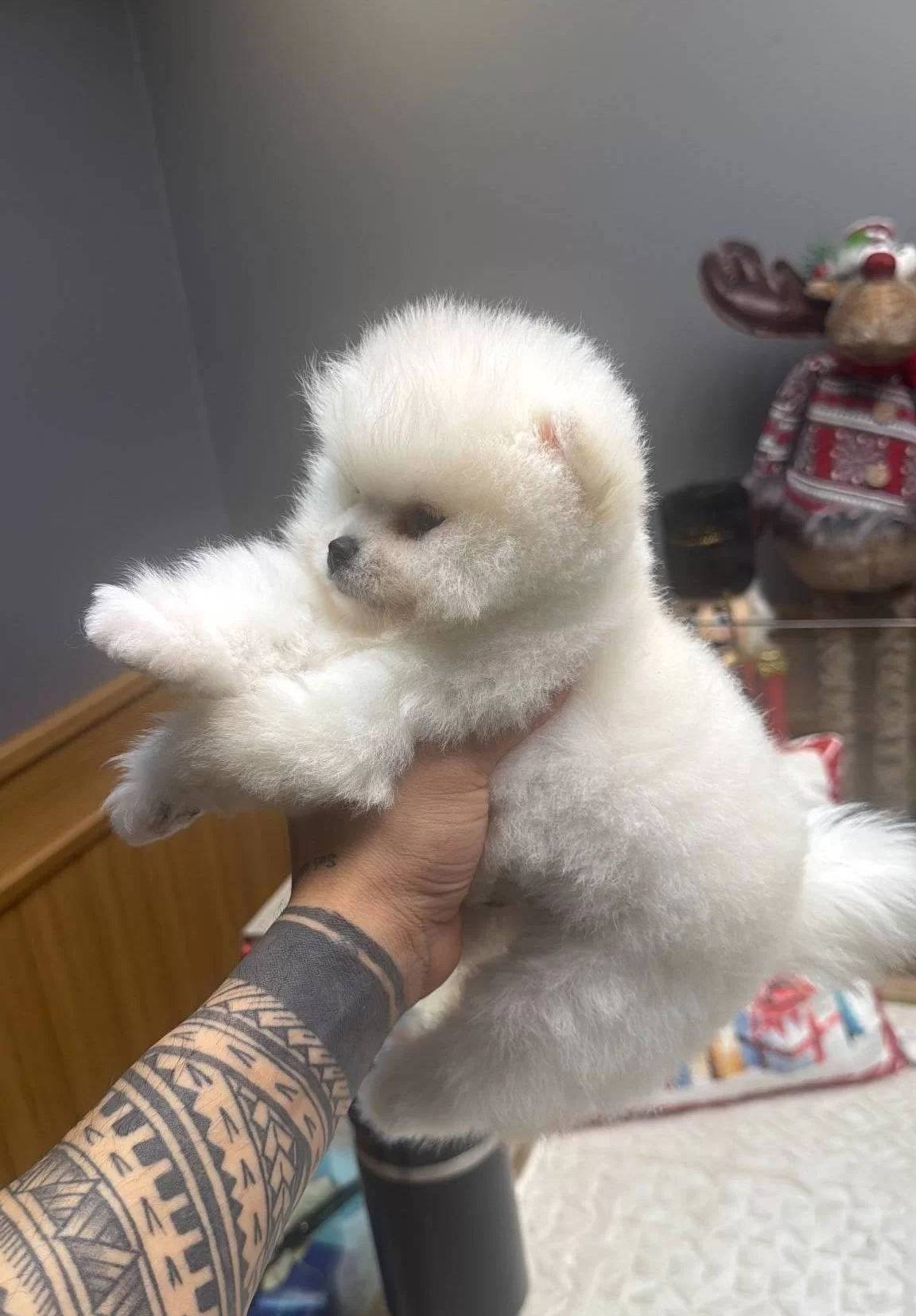 White Pomeranian Boo Pupy