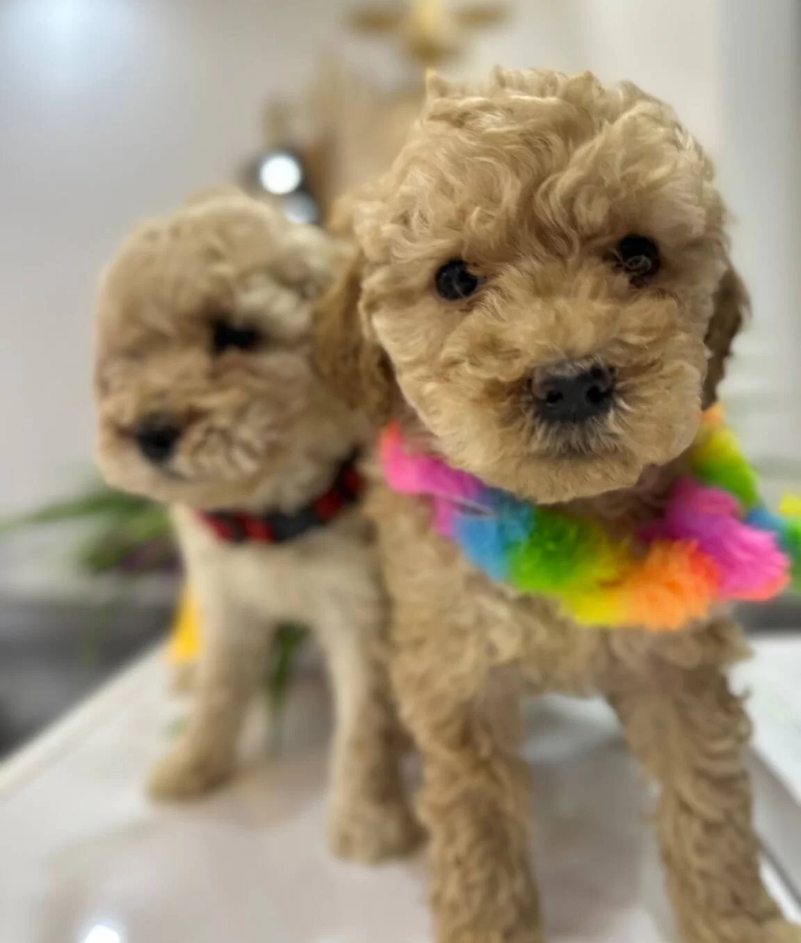 Harika Toy Poodle Yavrularımız
