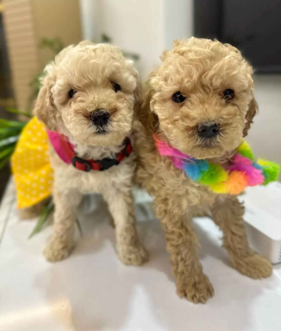 Harika Toy Poodle Yavrularımız