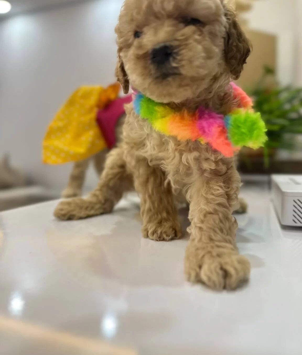 Harika Toy Poodle Yavrularımız