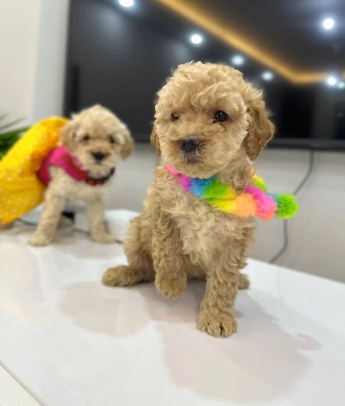 Harika Toy Poodle Yavrularımız