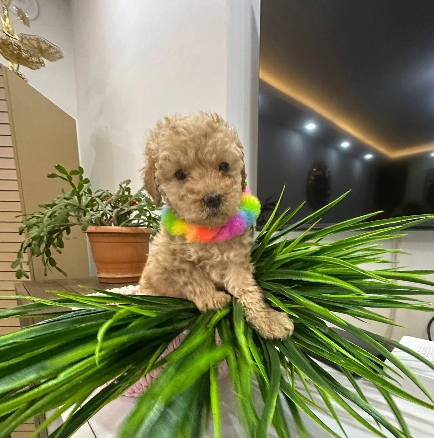 Harika Toy Poodle Yavrularımız
