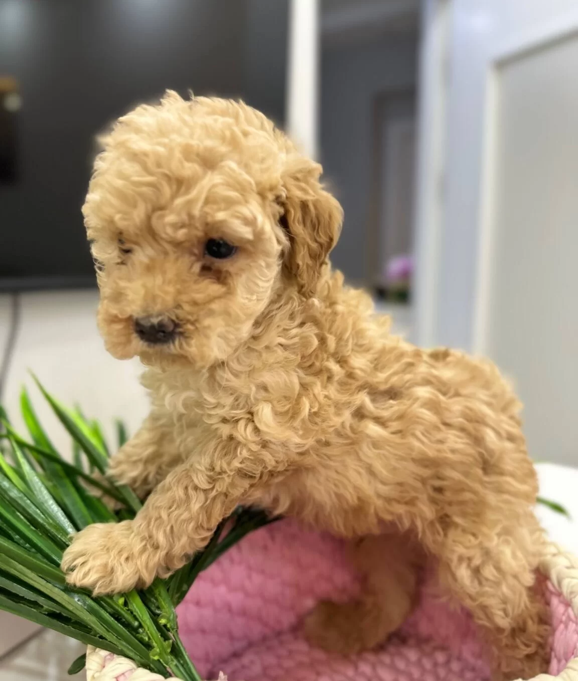Harika Toy Poodle Yavrularımız