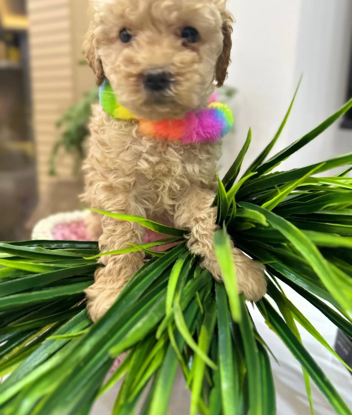 Harika Toy Poodle Yavrularımız