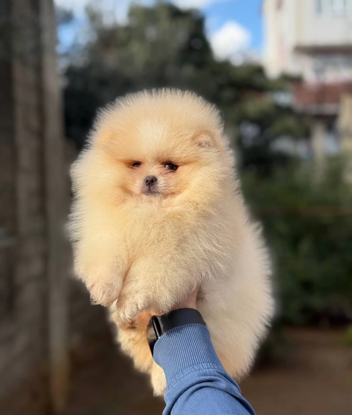 Ust Kalite Ayıcık Surat Pomerian Boo