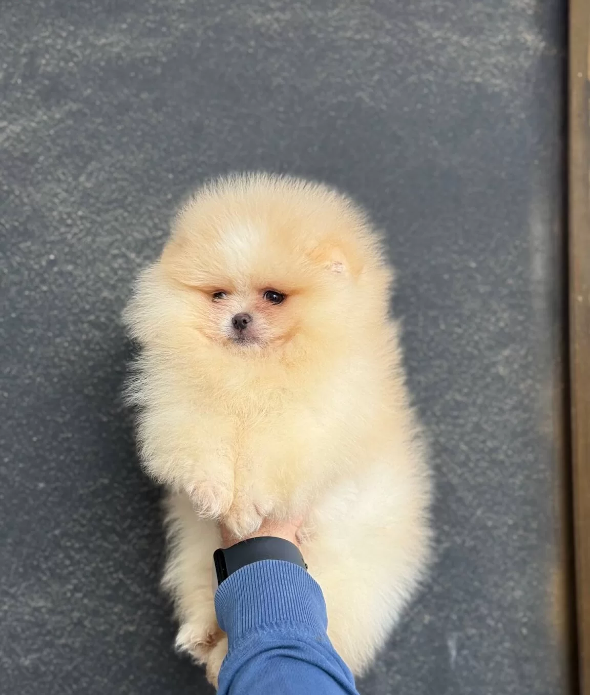 Ust Kalite Ayıcık Surat Pomerian Boo