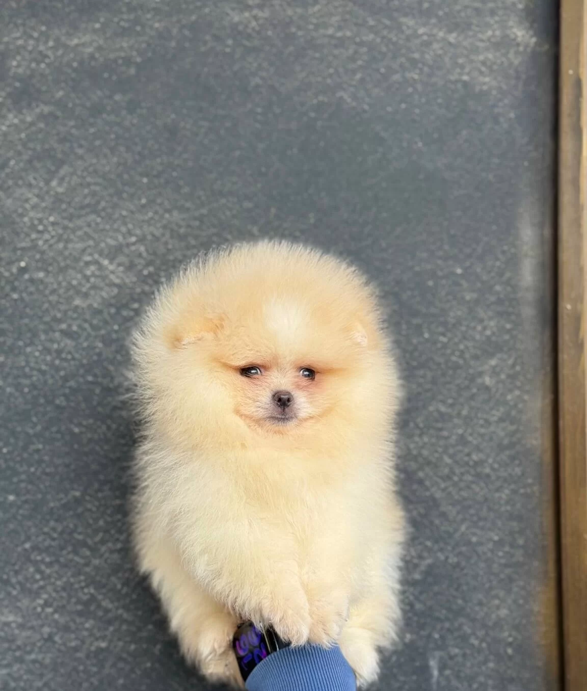 Ust Kalite Ayıcık Surat Pomerian Boo