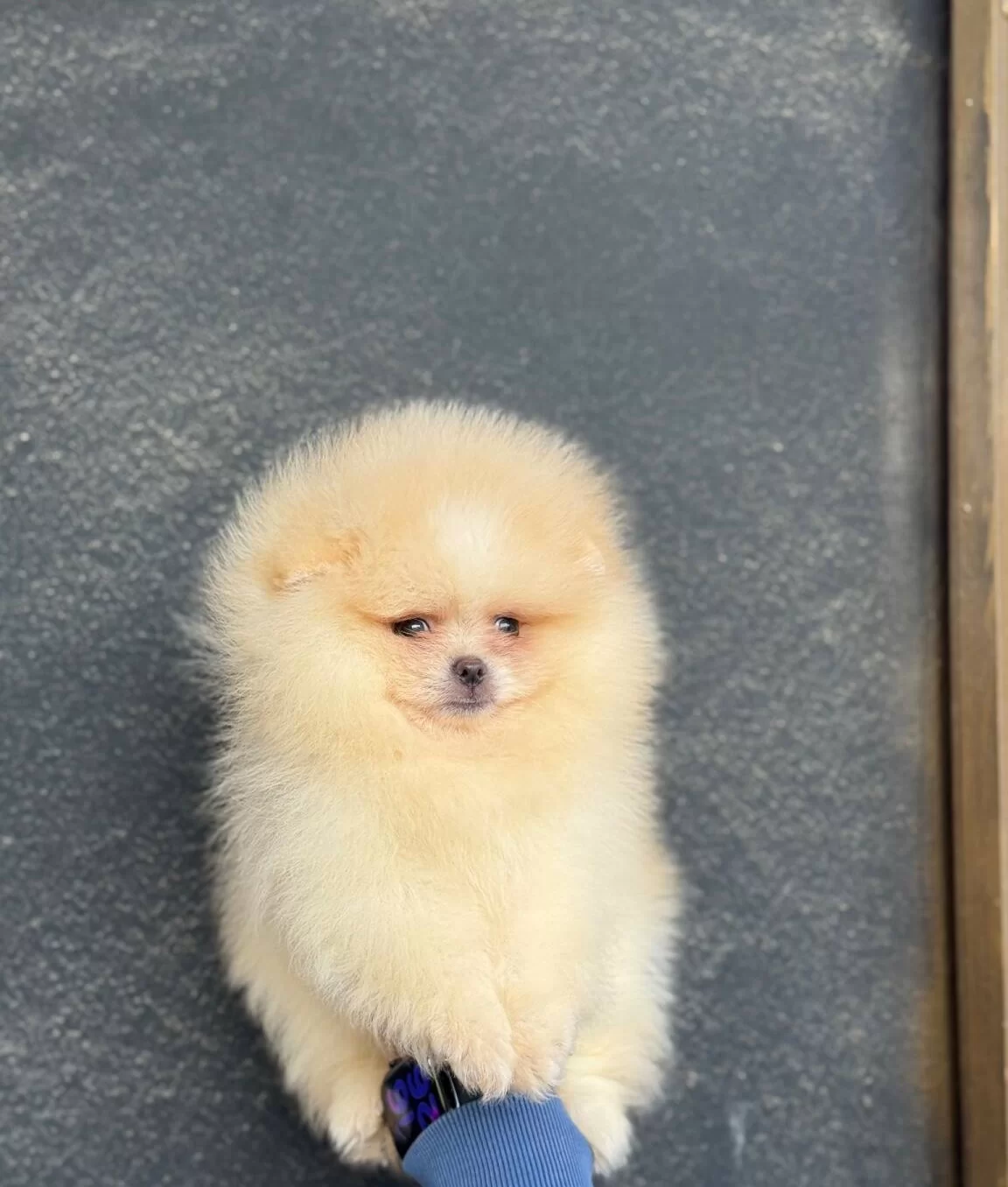 Ust Kalite Ayıcık Surat Pomerian Boo