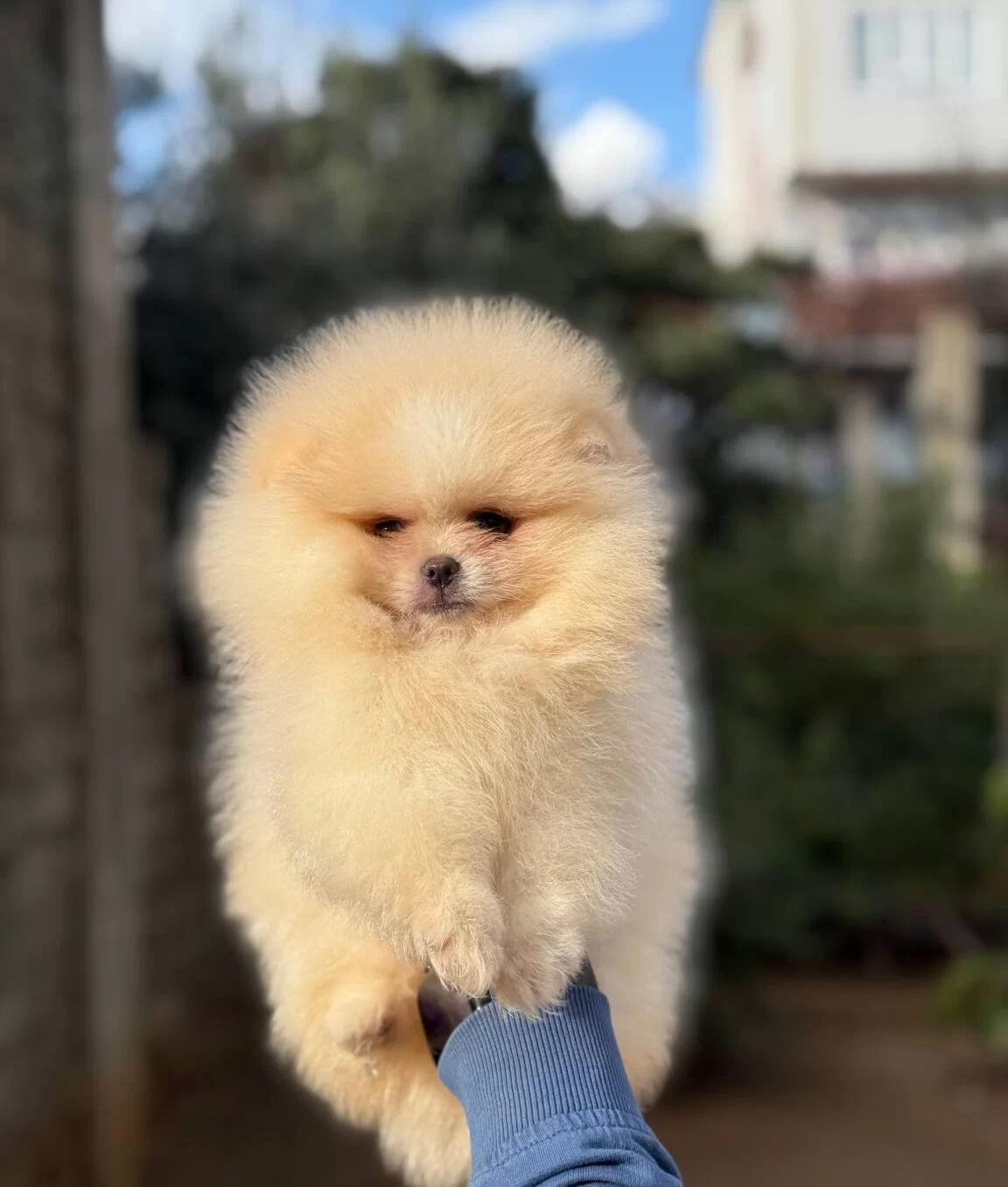 Ust Kalite Ayıcık Surat Pomerian Boo