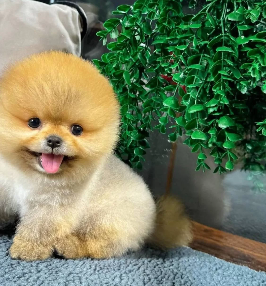 Ruhsatlı Ciftlikten Gercek Pomeranian