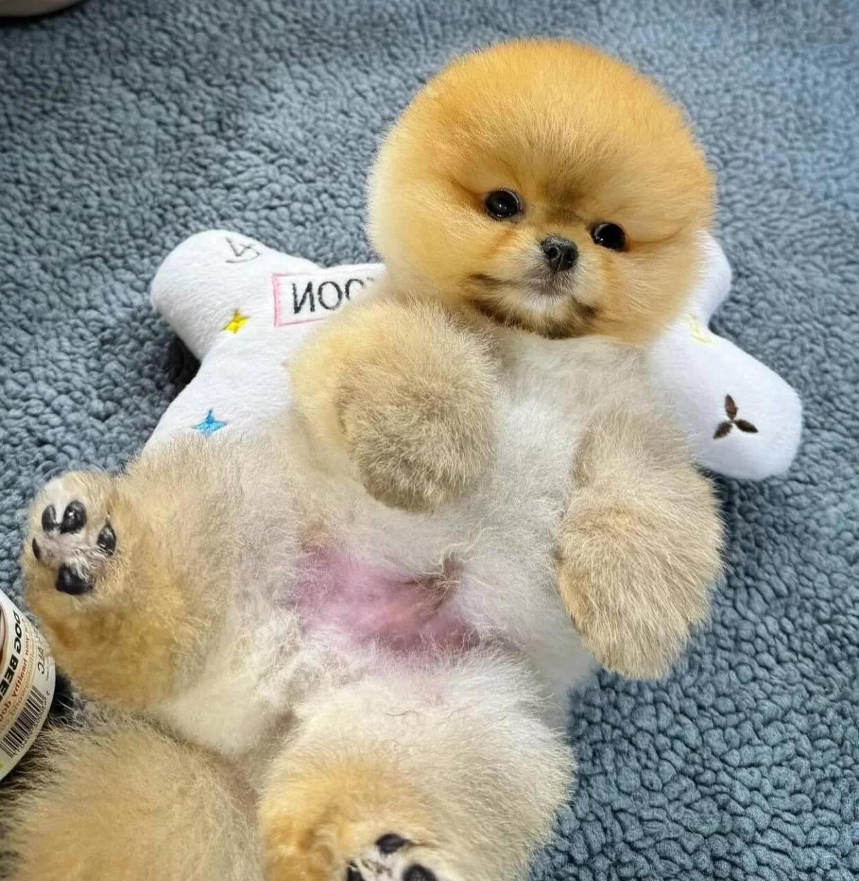 Ruhsatlı Ciftlikten Gercek Pomeranian