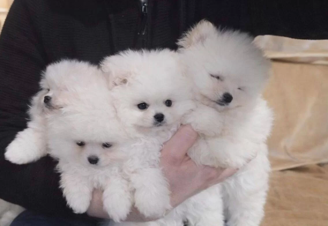 24 Aralık Dogumlu Kar Beyazı Pomeranian Boo