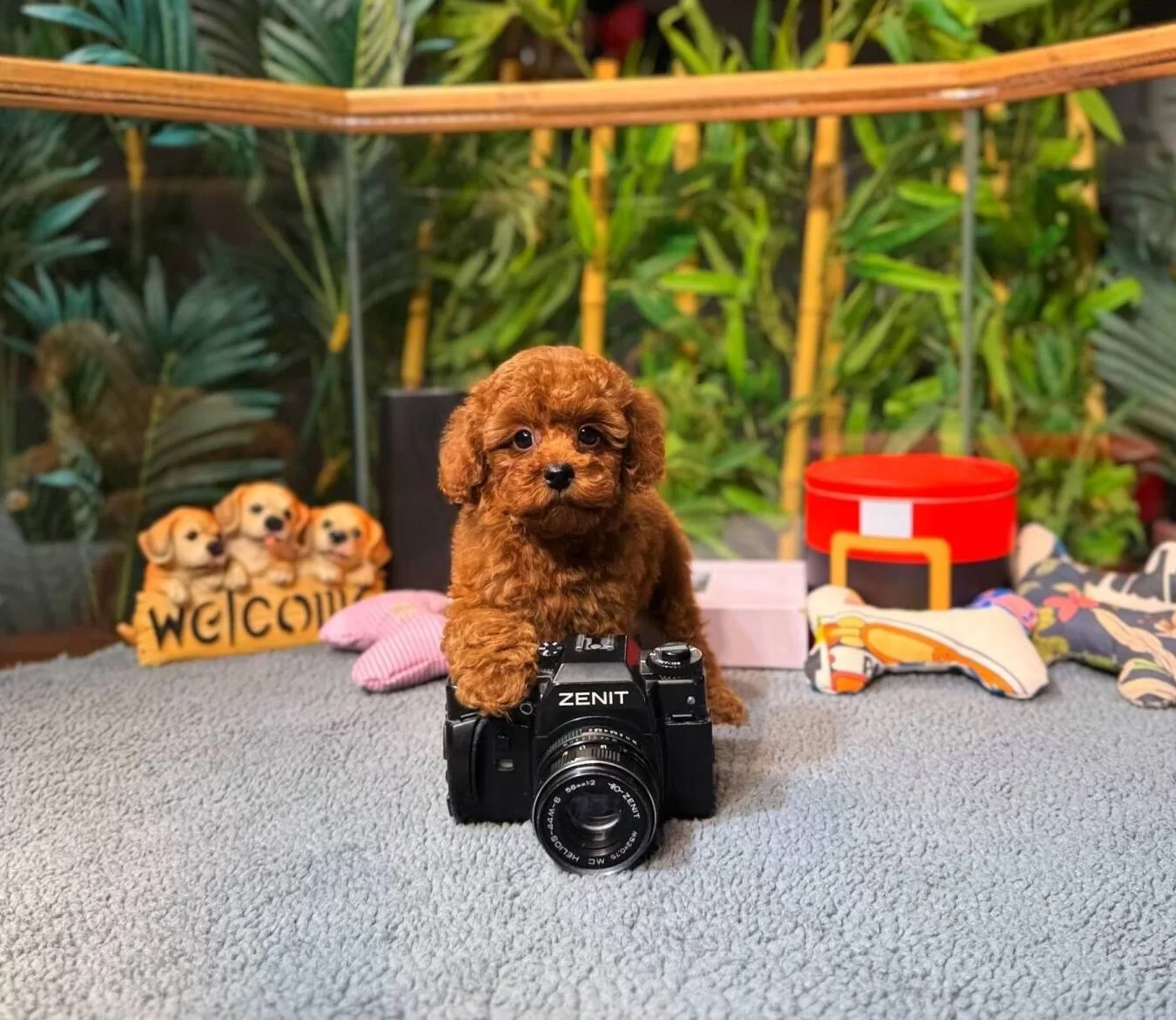 Kore Kan Teacup Toy Poodle