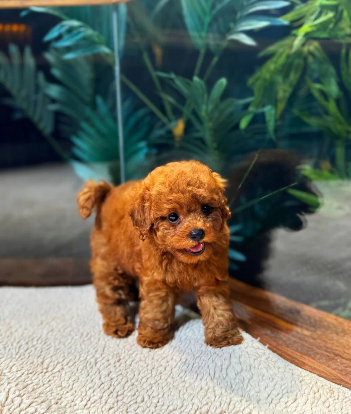 Kore Kan Teacup Toy Poodle