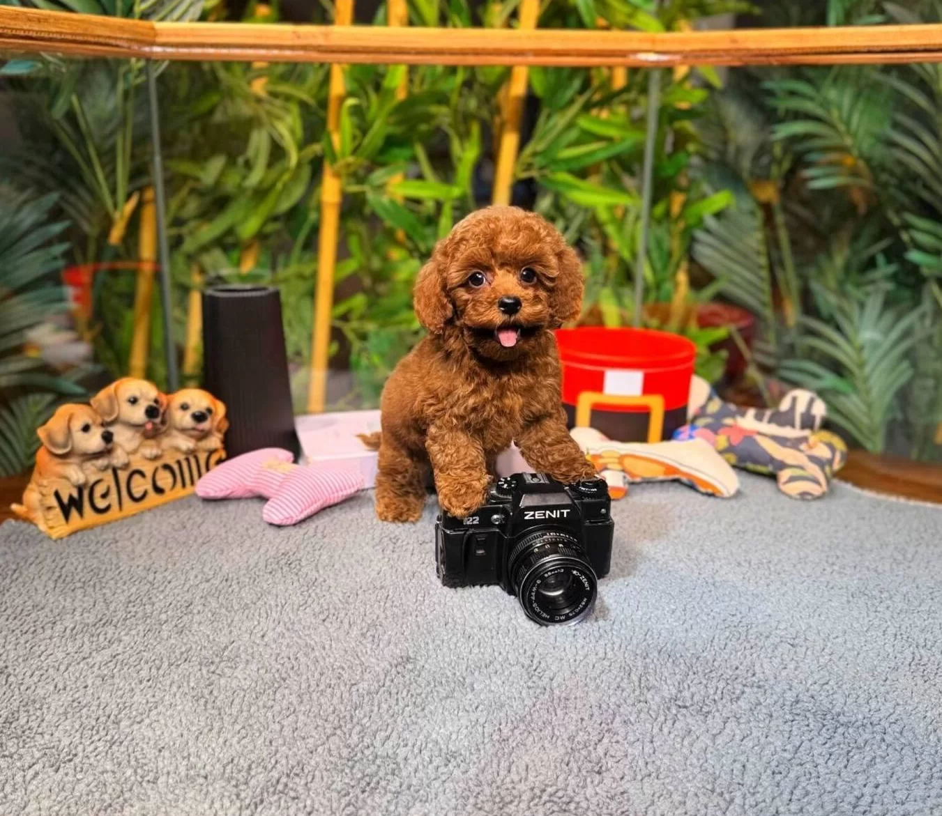 Kore Kan Teacup Toy Poodle