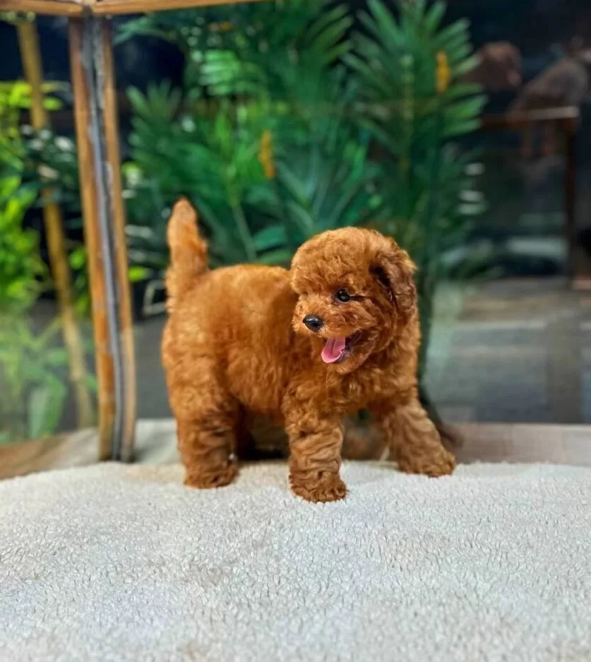 Kore Kan Teacup Toy Poodle
