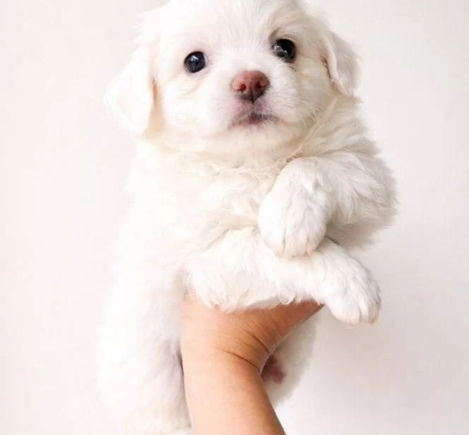 Ankara Cankayada Maltese Terrier