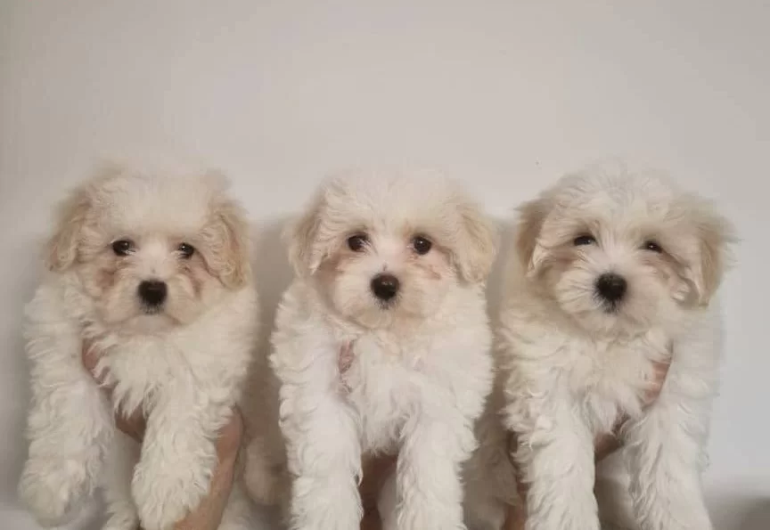 Safkan Maltese Terrier Yavruları A Kalite Orijinal