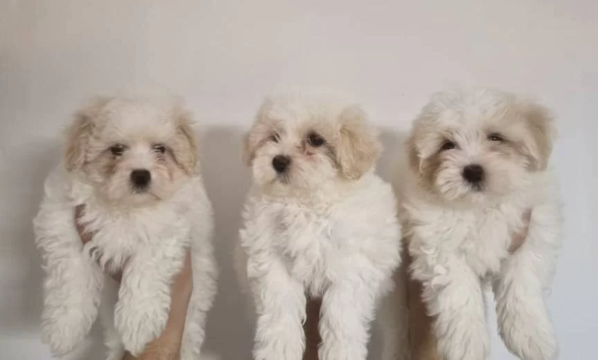 Safkan Maltese Terrier Yavruları A Kalite Orijinal