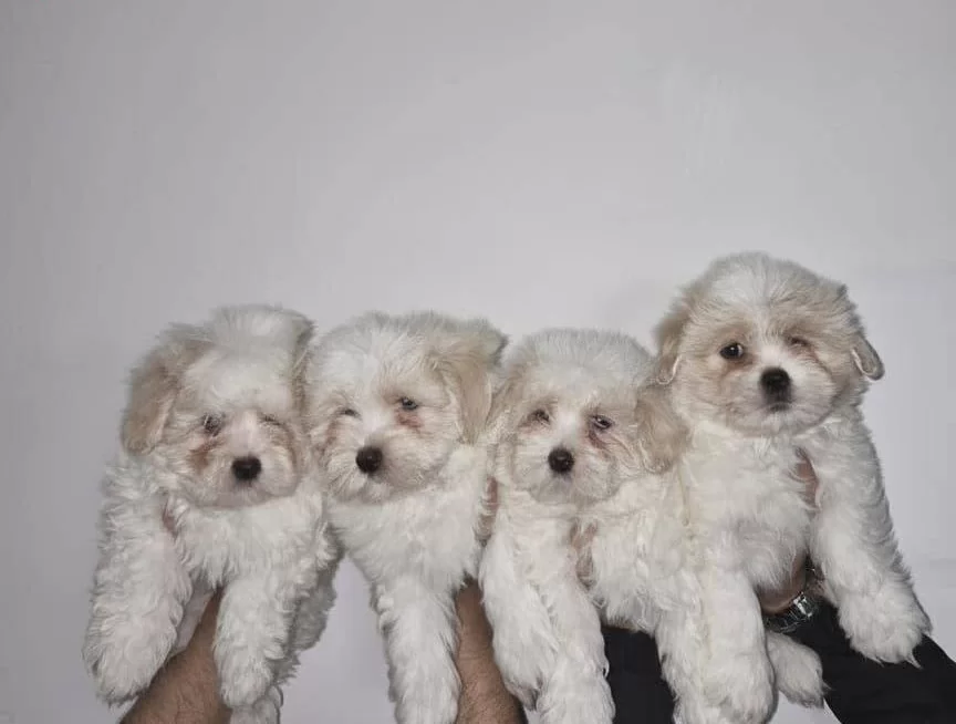 Safkan Maltese Terrier Yavruları A Kalite Orijinal