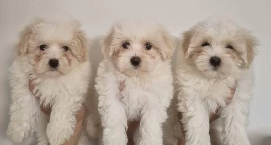 Safkan Maltese Terrier Yavruları A Kalite Orijinal